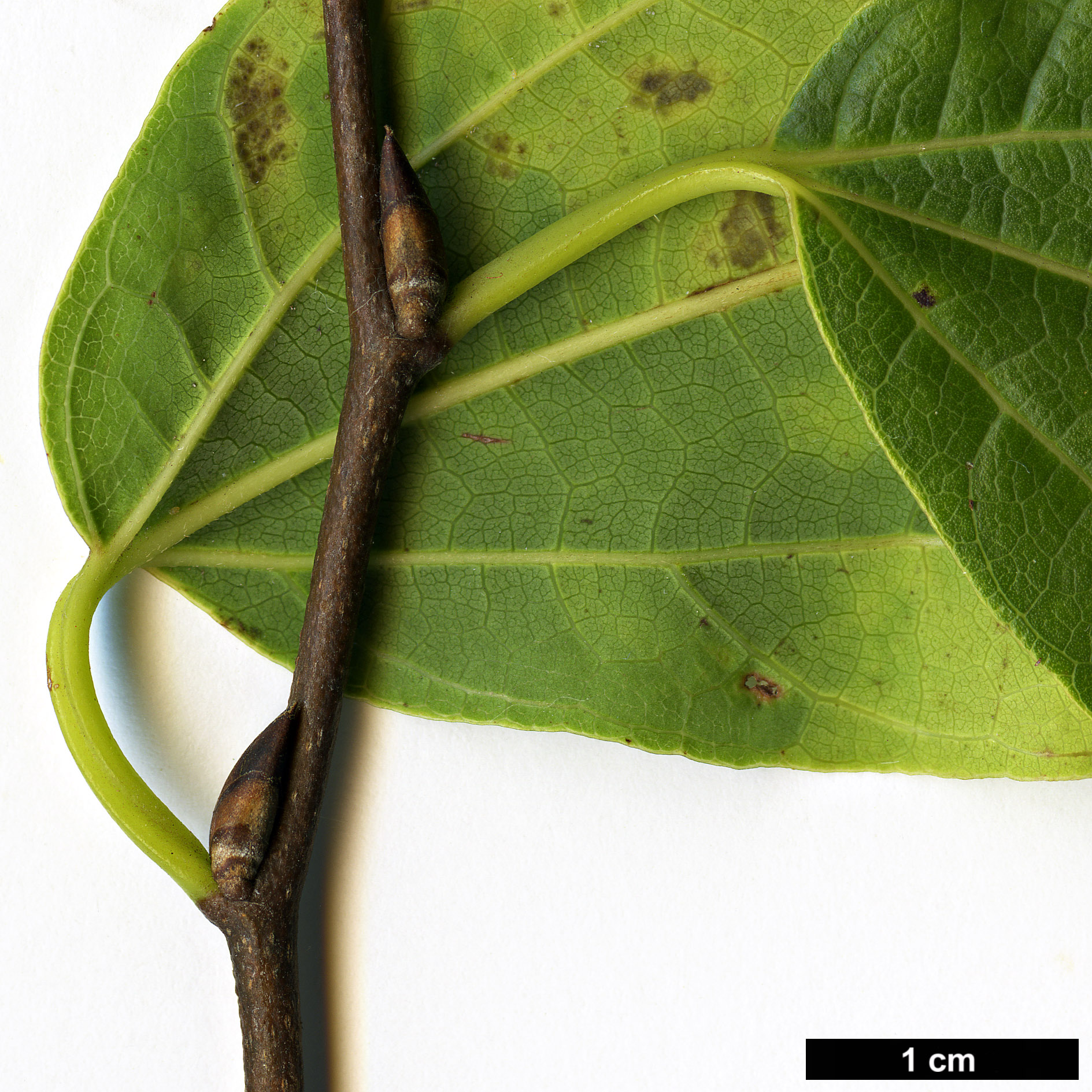 High resolution image: Family: Cannabaceae - Genus: Celtis - Taxon: vandervoetiana